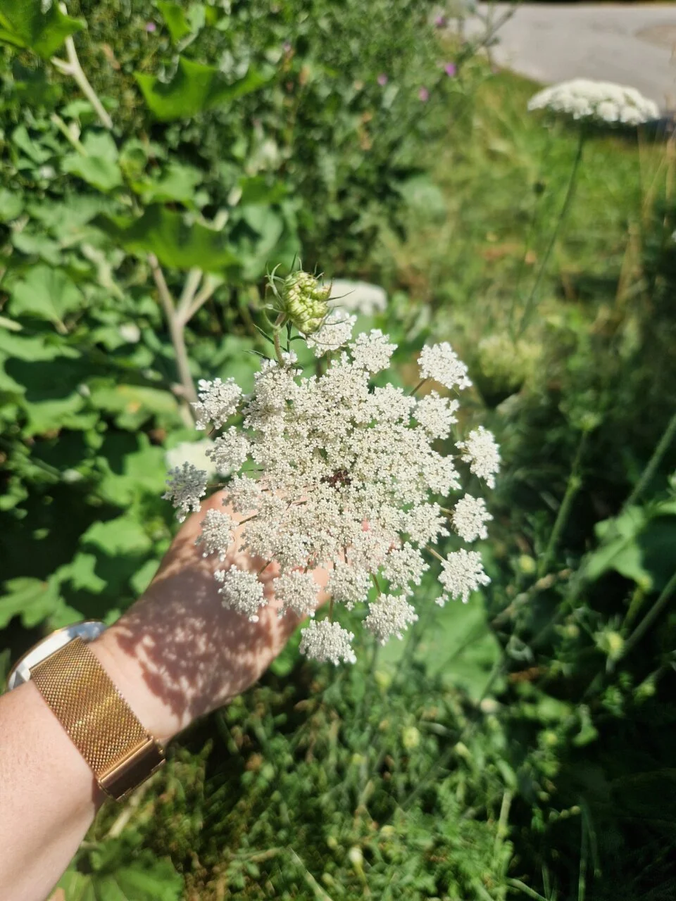 WildeMöhre 20250706